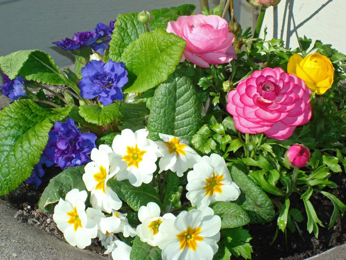 Springtime and Flowers Help Improve Mood