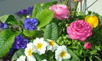 Springtime and Flowers Help Improve Mood