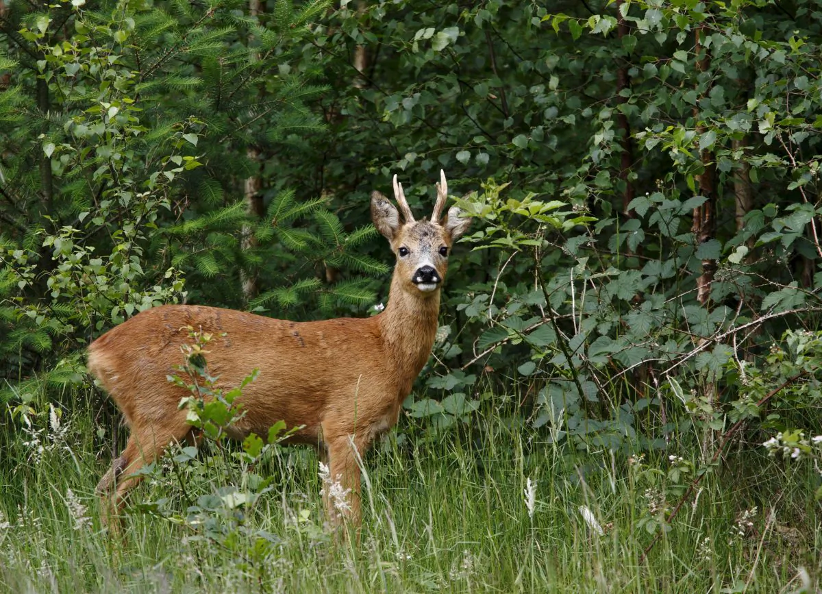 The Chinese idiom “point to a deer and call it a horse” refers to confounding right and wrong, deliberately misrepresenting the truth, or distorting the facts for ulterior motives.
(Thijs Schouten/Photos.com)