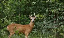 Chinese Idiom: Point to a Deer and Call it a Horse (指鹿為馬)