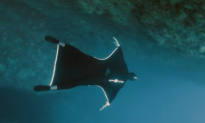 ‘Fly’ Under Water Wetsuit Gives ‘Human Flight Experience’ (+Video)