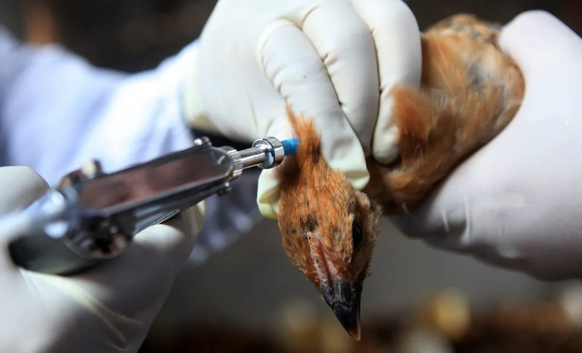 A veterinary doctor gives an injection to a chicken in a village in Yongchuan, southwest China's Chongqing municipality, on April 8. A new flu drug has been called into question by experts, who say it is unproven and whose use may even be in violation of an American patent. (STR/AFP/Getty Images)