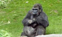 Gorilla, Born in 1972 at Central Park Zoo, Dies
