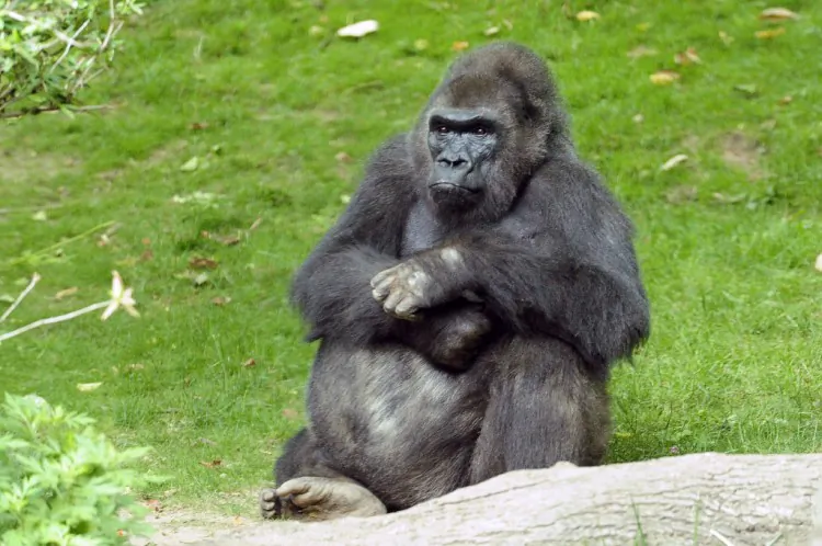 Pattycake, a gorilla living at the Bronx Zoo, died on March 31. (Julie Larsen Maher/Wildlife Conservation Society)