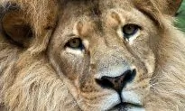Lion Burgers, Tacos Slowly Growing in Popularity: Report