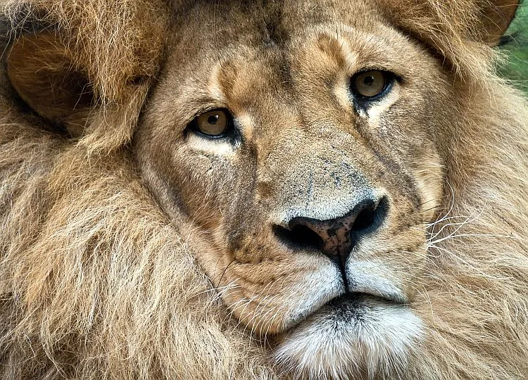 The world’s African lion population has dropped dramatically over the past 30 years. The animal's latest threat is American gastronomes. (Manan Vatsyayana/AFP/Getty Images)