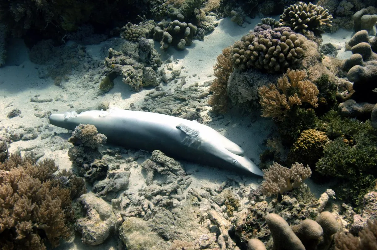 Finned shark at the bottom of the ocean. (Nancy Boucha)