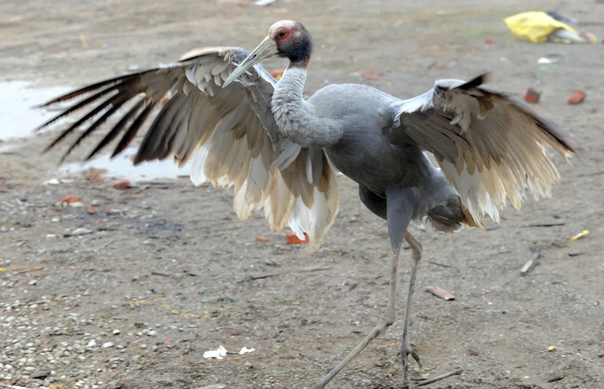 The Sarus Crane fluttering its wings. It has a wing span of around 250 cm (2.5 m). It is the tallest of the flying birds, standing at a height of up to 6 feet (1.8 m). (Prakash Mathema/AFP/Getty Images)