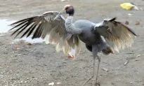 World’s Tallest Flying Bird Might Become Extinct
