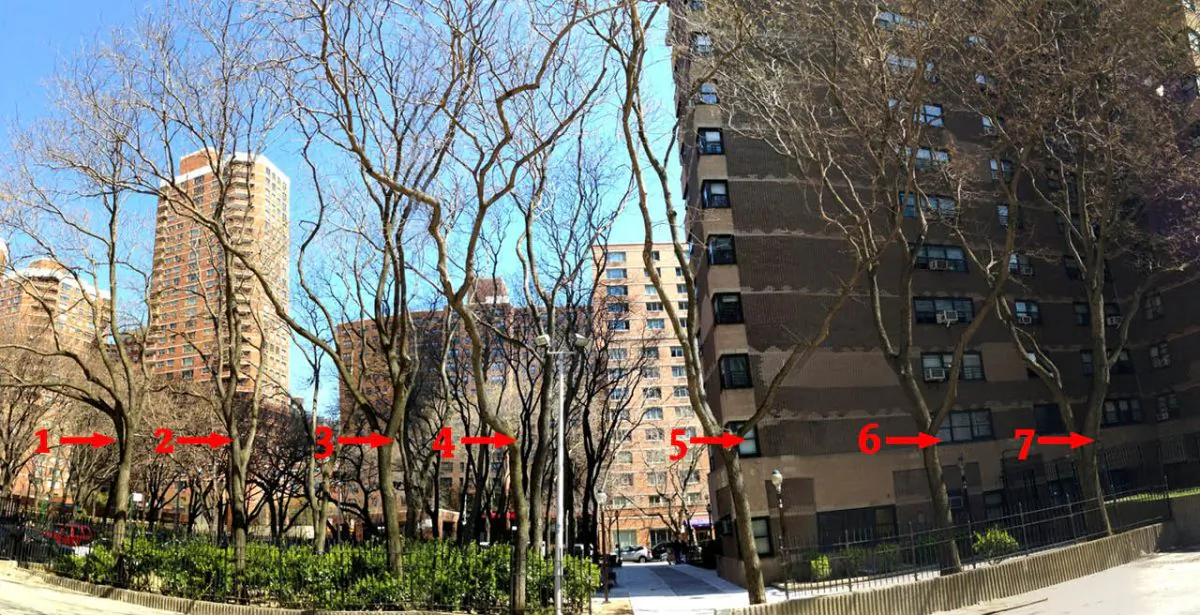 The seven trees marked above will be cut down to make way for a micro-apartment development on a lot at the intersection of East 27th Street and Mt. Carmel Place in Manhattan. (Ivan Pentchoukov/Epoch Times)