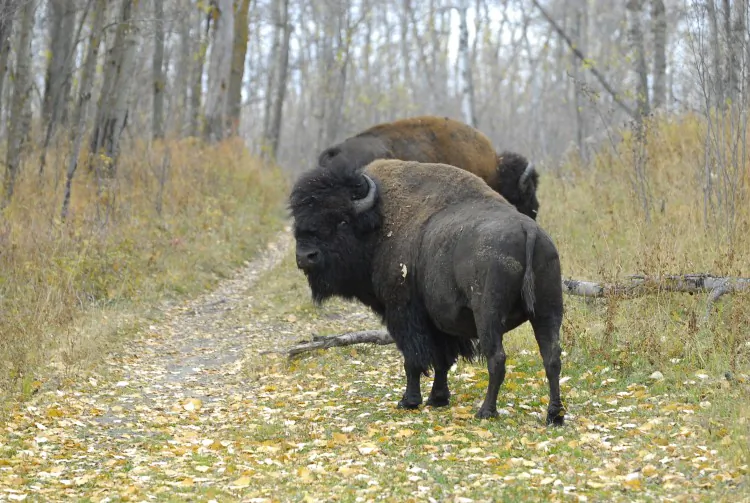 Bison in a file photo. (Silawat Jeeravipoolvarn/Photos.com)