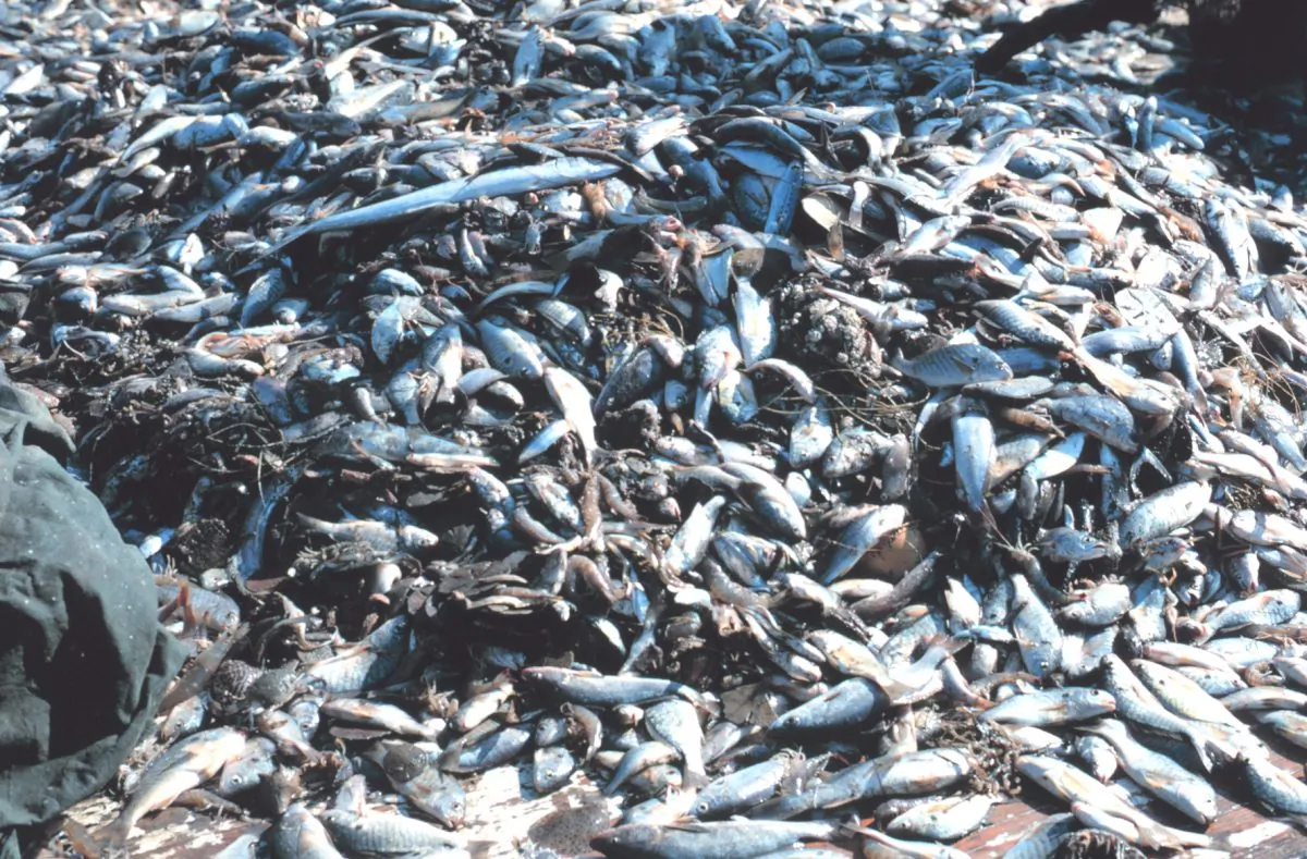  Thirty million metric tons of marine life are caught accidentally and killed each year. With each trawl the health of the ocean is reduced. (National Oceanic and Atmospheric Administration/Department of Commerce) 