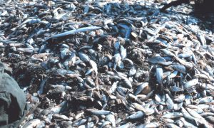 Discovering the Water Planet