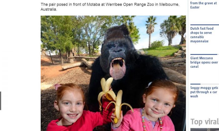 A screenshot of the Metro website shows the gorilla photobomb. (Via The Epoch Times)