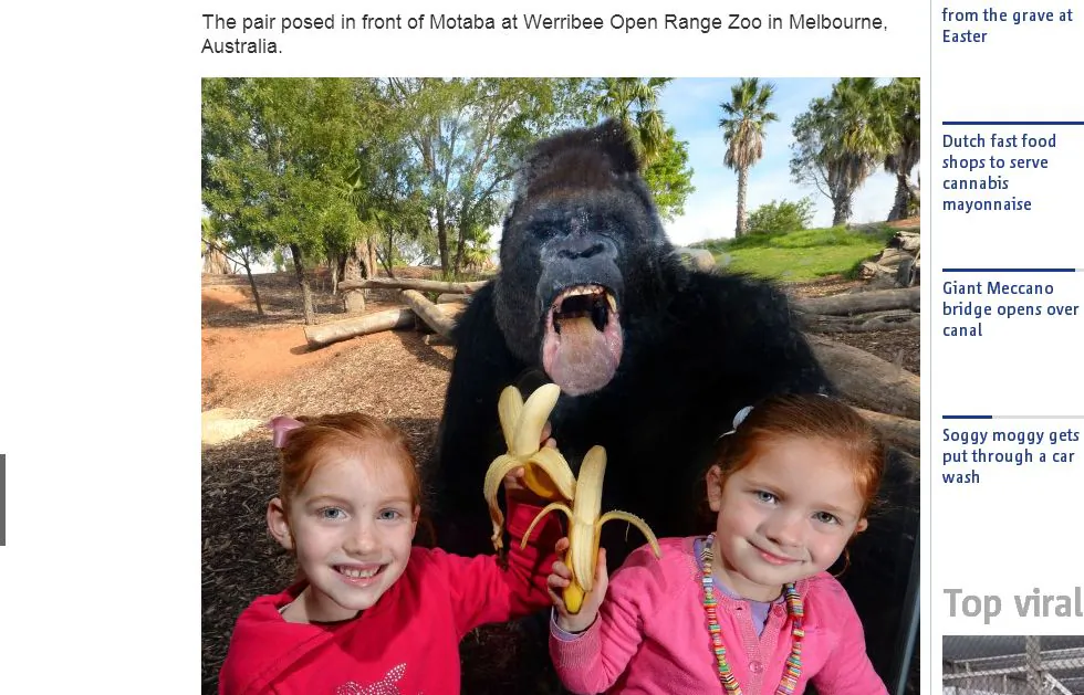 A screenshot of the Metro website shows the gorilla photobomb. (Via The Epoch Times)