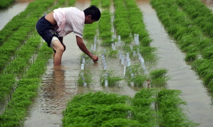 A Chinese researcher checks on the rice at a farm in Wuhan, central China, on June 11, 2011.  (STR/AFP/Getty Images)