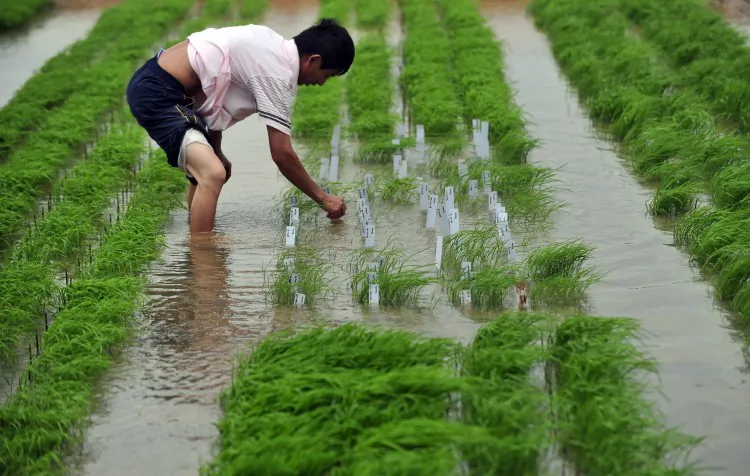 A Chinese researcher checks on the rice at a farm in Wuhan, central China, on June 11, 2011.  (STR/AFP/Getty Images)