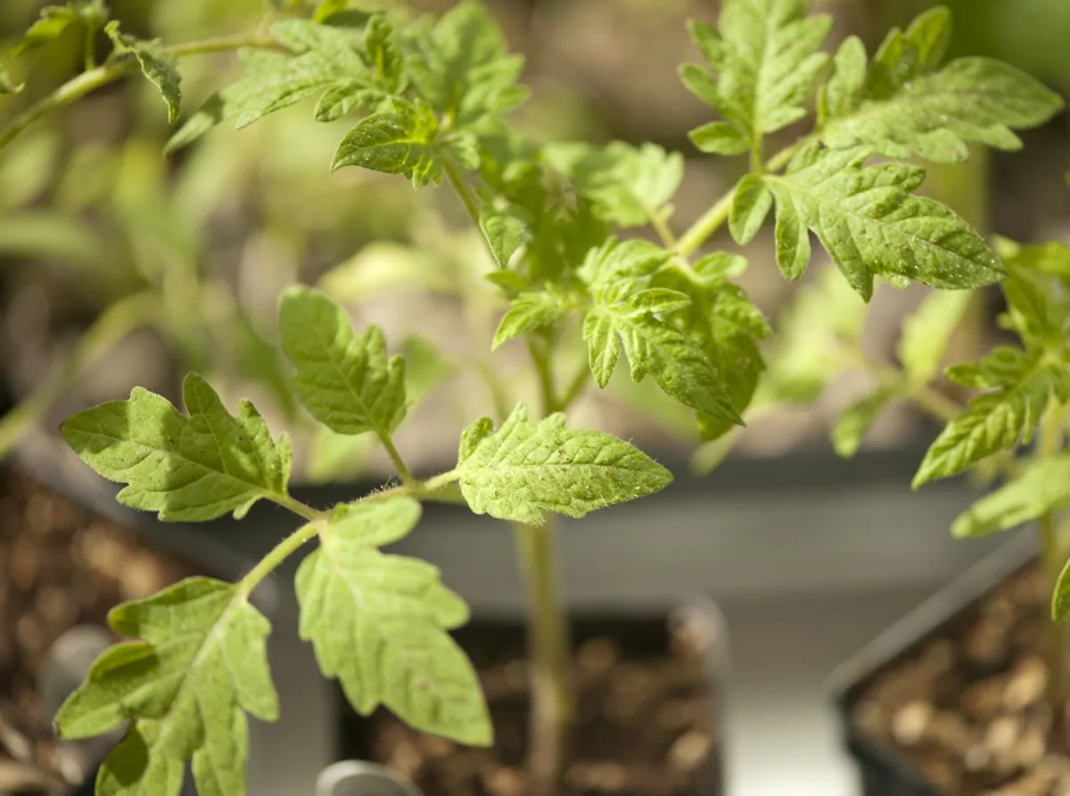 Moving from a starting tray to a small starting pot may be needed for some plants, such as tomatoes. Don't forget to label what is in each row or pot. (Cat Rooney/The Epoch Times)