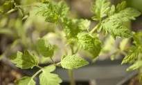 Starting Veggies From Seed Indoors