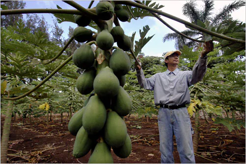 A Crash Course on GMOs