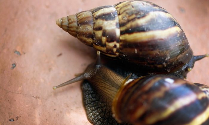 Giant African land snails are seen as the Florida Department of Agriculture and Consumer Services announces it has positively identified a population of the invasive species in Miami-Dade county on Sep. 15, 2011 in Miami, Florida. (Joe Raedle/Getty Images)
