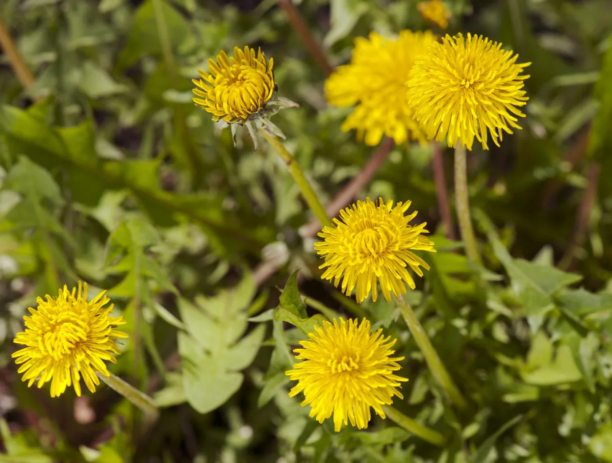 The dandelion is considered a weed by some, while others see it as a tasty addition to salads and other dishes. (Cat Rooney/The Epoch Times)