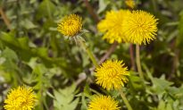 From Yard to Frying Pan: Fresh Sautéed Dandelions