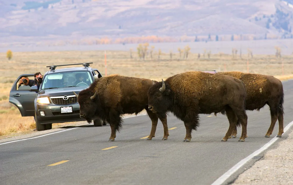 Tourists man cameras as buffalo cross a road October 4, 2012 in the Grand Teton National Park in northwestern Wyoming. (Karen Bleier/AFP/Getty Images)