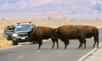Ted Turner Bison: Judge Dismisses Suit Against Business Mogul