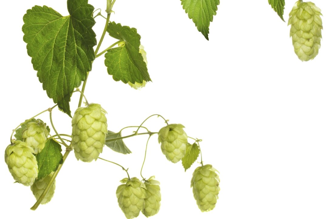 When taken as an herbal tea, hops will give all the positive effects of a home brewed beer without the intoxication and other side effects that come with alcohol. (Dmytro Sukharevskyy/photos.com)