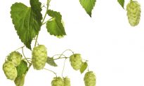 Hops: The Manager’s Herb