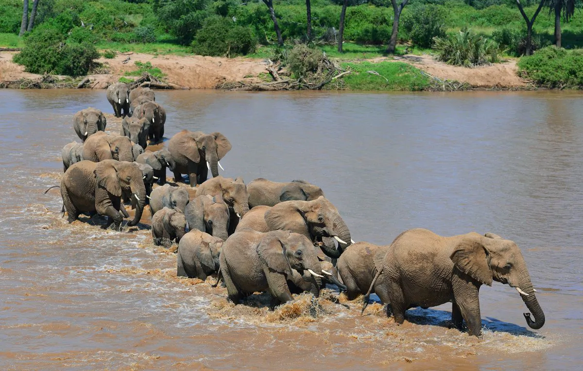 Elephants ford the Ewaso Nyiro river in Samburu game reserve on May 8, 2013 in Kenya. (CARL DE SOUZA/AFP/Getty Images)