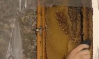 40,000 Bees in Bedroom Removed