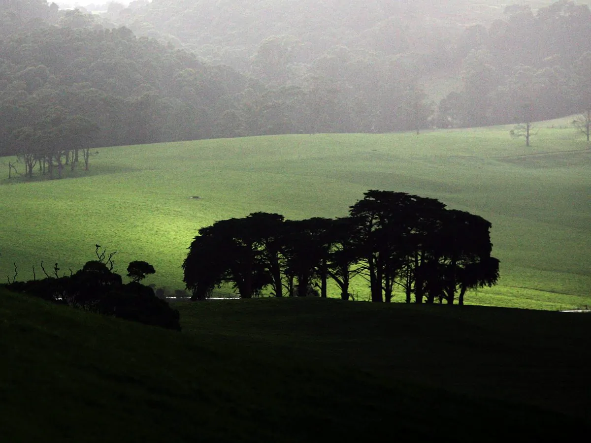 Sun shines over green pasture land at a cattle farm May 19, 2008 in Smithton, Australia. Farmers are now being encouraged to plant certain types of Eucalyptus species called mallee, which store carbon in soils. (Ian Waldie/Getty Images)