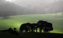 Australian Farmers to Earn Money From Planting Trees