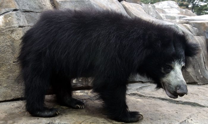 A sloth bear is shown at the National Zoo in Washington D.C. (Alex Wong/Getty Images)