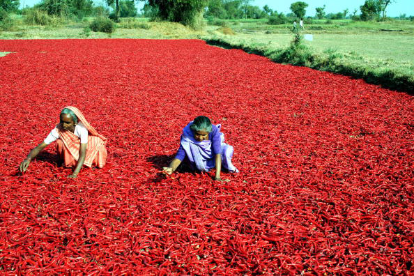 Indian women spread red chilies across a surface for drying at Sertha village on the outskirts of Ahmedabad,13 February 2007. The price of red chillies in India has increased by upwards of 20% due to a below average crop. (Sam Panthaky/AFP/Getty Images)