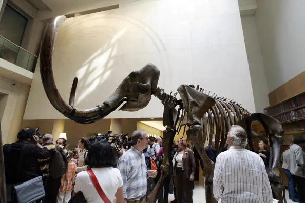 Mammoth With Blood Found in Siberia