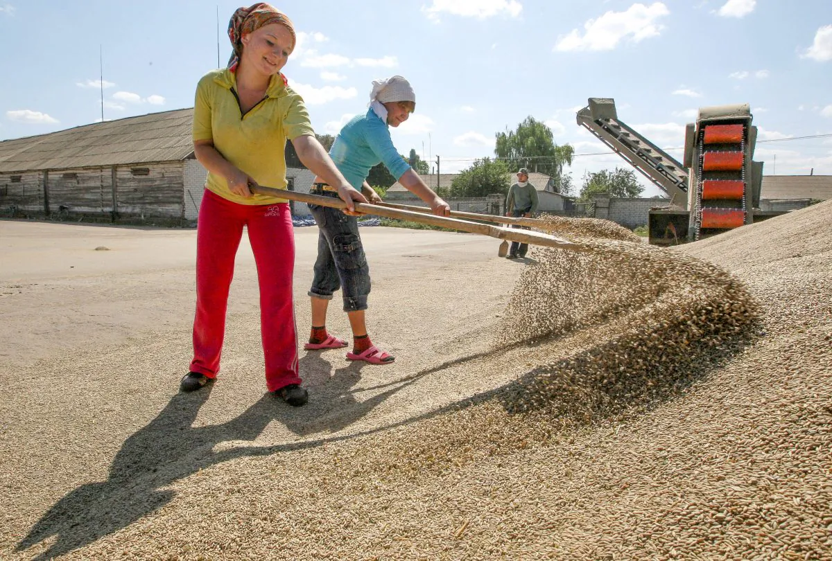 Women sweep grain near the village of Zhovtneve, Ukraine on Aug. 11, 2009. Many Ukrainian farmers do not have access to large retail networks, but farming cooperatives are increasingly providing support. (Genya Savilov/AFP/Getty Images)