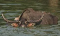 New Home for Endangered Asiatic Wild Buffalo