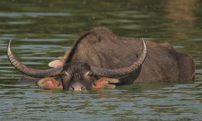  The habitat of wild buffalo is usually tied to the availability of water. This long-horned mammal listed as Endangered by the IUCN. (Steve Garvie/ Wikimedia Commons) 