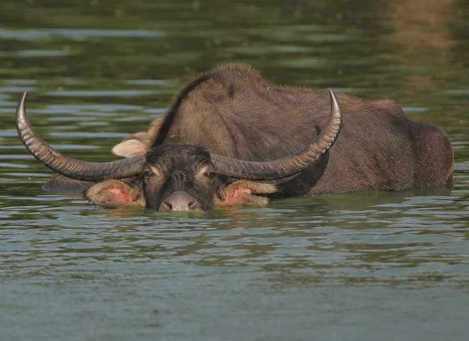 The habitat of wild buffalo is usually tied to the availability of water. This long-horned mammal listed as Endangered by the IUCN. (Steve Garvie/ Wikimedia Commons) 