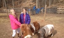 Horse Therapy for Troubled Children