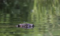 Beaver Kills Fisherman in Belarus