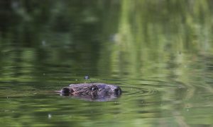 Beaver Kills Fisherman in Belarus