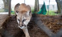 Mountain Lion on California High School Campus Prompts Lockdown