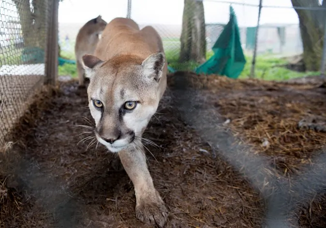 In this May 5, 2013, photo provided by the Humane Society of the United States a mountain lion is seen in it chain-link enclosure before being seized from a menagerie of wild cats in Atchison, Kansas. (AP Photo/HSUS, Kathy Milani)