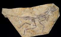 World’s First Bird May Have Roamed Jurassic Period