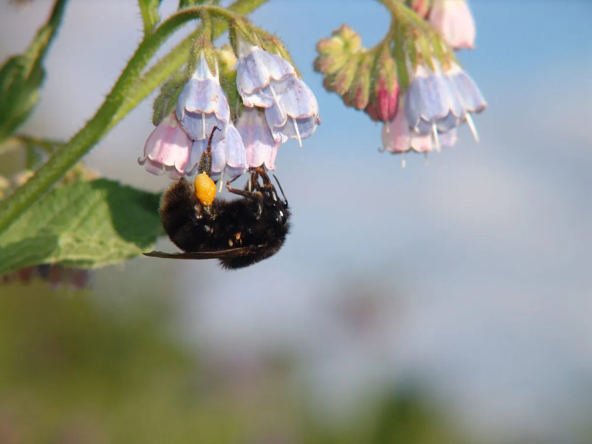 A short-haired bumblebee visits a flower. The small insect is so important as a pollinator that British scientists are now trying to reintroduce it in England, with the help of Swedish bumblebees. Short-haired bumblebees are extinct in England. (Courtesy of Björn Cederberg) 