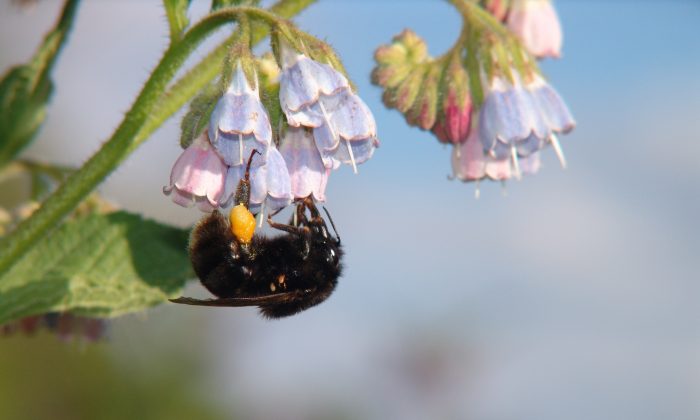A short-haired bumblebee visits a flower. The small insect is so important as a pollinator that British scientists are now trying to reintroduce it in England, with the help of Swedish bumblebees. Short-haired bumblebees are extinct in England. (Courtesy of Björn Cederberg) 